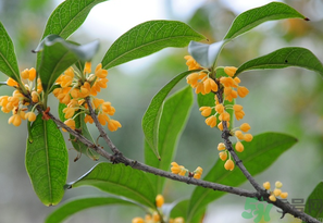 桂花怎么保存？桂花怎么保存香味？