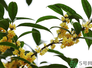 桂花怎么保存？桂花怎么保存香味？