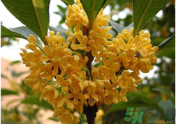 新鮮桂花怎么吃？新鮮桂花的食用方法