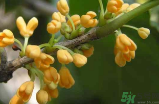 剛摘的桂花能吃嗎？剛摘的桂花可以吃嗎？