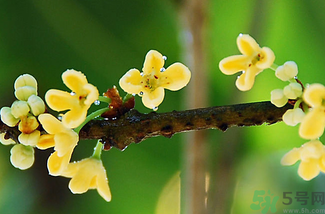 剛摘的桂花能吃嗎？剛摘的桂花可以吃嗎？