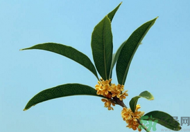 桂花可以做什么？新鮮桂花可以做什么？