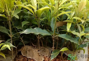 桂花可以做什么？新鮮桂花可以做什么？