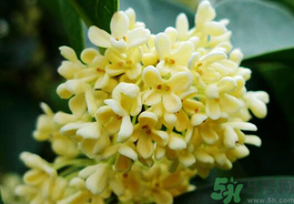 剛摘的桂花有蟲怎么辦？干桂花長蟲怎么辦？