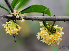 剛摘的桂花有蟲怎么辦？干桂花長蟲怎么辦？
