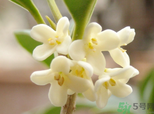 新鮮桂花怎么做干桂花？剛摘的桂花怎么處理成干桂花？