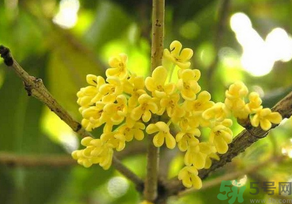 桂花怎么曬干？桂花曬好后可以做什么？
