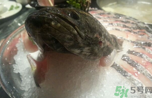黑魚死了還能吃嗎？死黑魚能吃嗎？