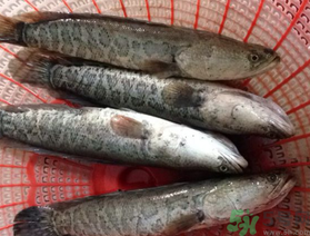 黑魚死了還能吃嗎？死黑魚能吃嗎？