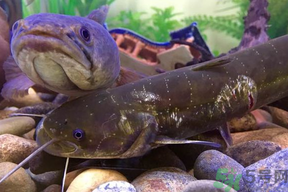 黑魚死了還能吃嗎？死黑魚能吃嗎？