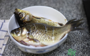 鯽魚死了還能吃嗎？死鯽魚能吃嗎？