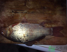 鯽魚死了還能吃嗎？死鯽魚能吃嗎？