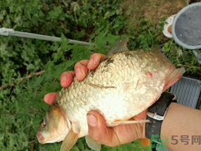 鯽魚死了多久不能吃？剛死的鯽魚能吃嗎？