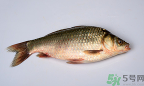 鯽魚死了多久不能吃？剛死的鯽魚能吃嗎？