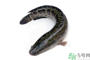 黑魚怎么洗掉身上的粘液？黑魚怎么洗才干凈？