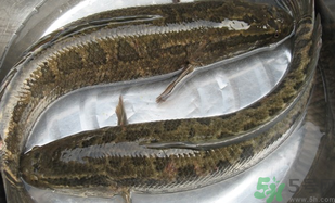 黑魚怎么洗掉身上的粘液？黑魚怎么洗才干凈？