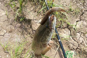黑魚怎么釣？釣黑魚技巧