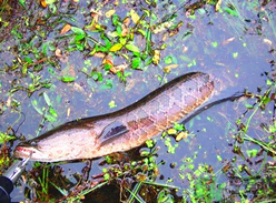黑魚怎么釣？釣黑魚技巧