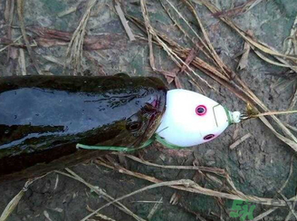釣黑魚(yú)用什么餌？釣黑魚(yú)用什么餌最好？
