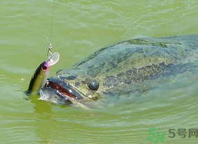 路亞釣黑魚用什么假餌？路亞釣黑魚用什么餌？