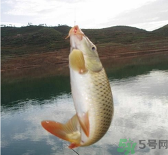 夜釣鯉魚(yú)用什么餌料？秋天夜釣鯉魚(yú)用什么餌料？