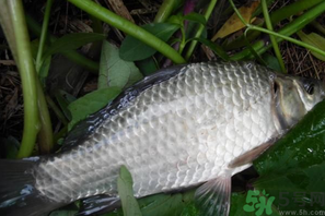 秋天夜釣鯽魚用什么餌料？秋天夜釣鯽魚餌料配方