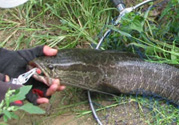 路亞釣黑魚(yú)用什么假餌？路亞釣黑魚(yú)用什么餌？