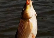 夜釣鯉魚用什么餌料？秋天夜釣鯉魚用什么餌料？
