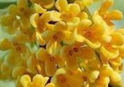 桂花怎么做香水？新鮮桂花怎么做香水？
