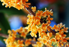 桂花一年開幾次花？桂花是幾月份開花？