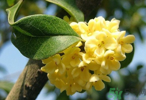 桂花一年開幾次花？桂花是幾月份開花？