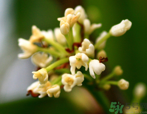 桂花一年開幾次花？桂花是幾月份開花？