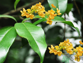  桂花什么季節(jié)開花？桂花什么時候開花？