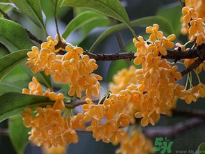  桂花什么季節(jié)開花？桂花什么時候開花？
