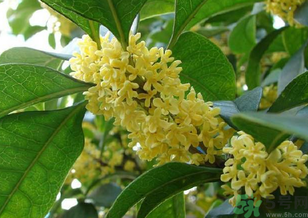 桂花是什么顏色？桂花有幾種顏色？