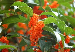 桂花是什么顏色？桂花有幾種顏色？