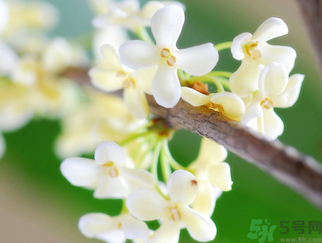 桂花是什么顏色？桂花有幾種顏色？