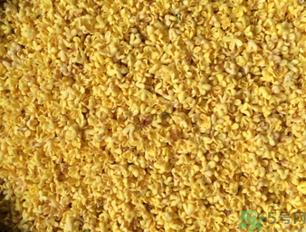 桂花可以做枕頭嗎？桂花做枕頭有什么功效？