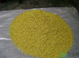 桂花可以做枕頭嗎？桂花做枕頭有什么功效？