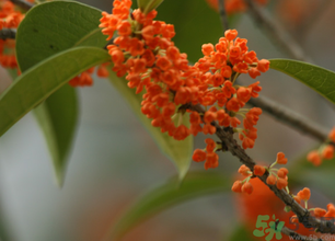 桂花可以做面膜嗎？?桂花面膜制作方法