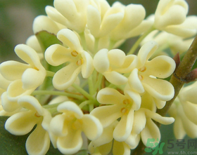 桂花怎么做香水？新鮮桂花怎么做香水？
