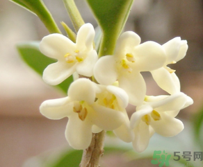 桂花怎么做香水？新鮮桂花怎么做香水？
