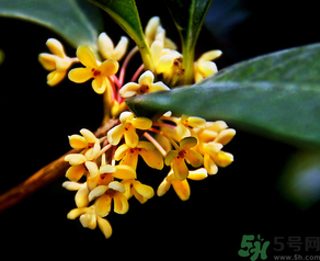 桂花怎么做香水？新鮮桂花怎么做香水？