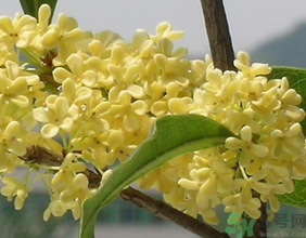 桂花不開(kāi)花是什么原因？桂花不開(kāi)花怎么辦？