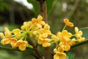 桂花不開(kāi)花是什么原因？桂花不開(kāi)花怎么辦？