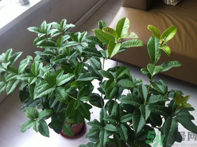 桂花可以放在臥室嗎？桂花放在臥室好嗎？