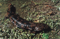 野生娃娃魚(yú)多少錢(qián)一斤？野生娃娃魚(yú)多少錢(qián)一條？