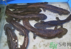 野生娃娃魚(yú)多少錢(qián)一斤？野生娃娃魚(yú)多少錢(qián)一條？