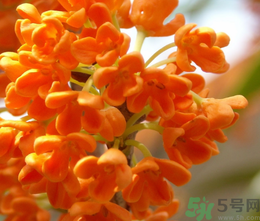 桂花和茶葉能一起泡嗎？桂花能和茶葉一起泡嗎？