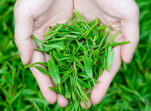 桂花和茶葉能一起泡嗎？桂花能和茶葉一起泡嗎？